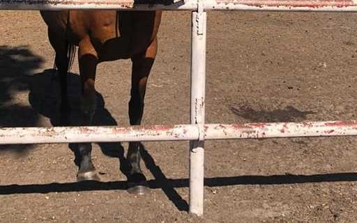 Primavera alias Carol ur. 2009r. rasa: Polo Pony