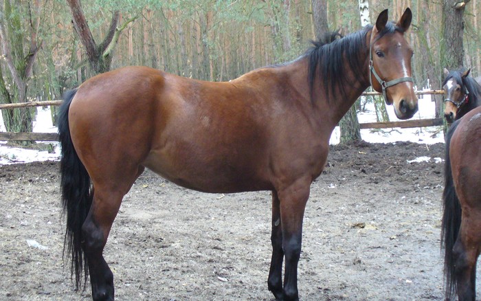 Dona (sp) ur.09-05-2003 rasa – szlachetna półkrew, matka Dukla (młp) ojciec Emetic (sp) 163 cm w kłębie, bonitacja 78 punktów