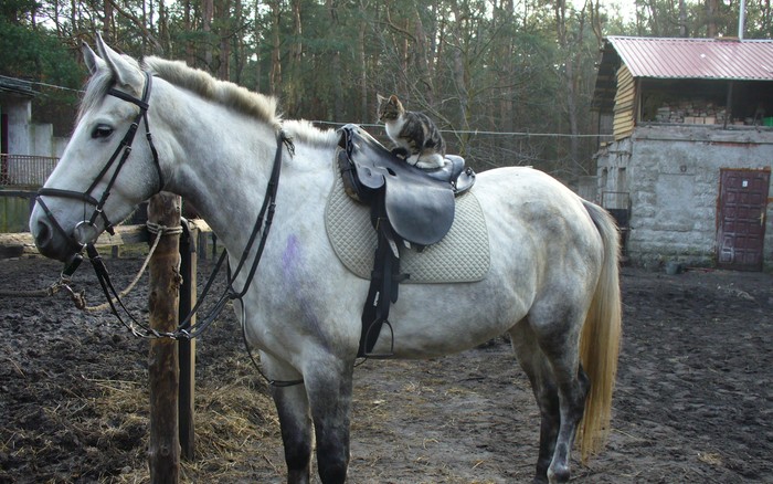 Cyranka (sl) Ur. 23-04-2003 r, rasa śląska, matka Celina (ŚL) ojciec Endo (Śl), ma 164 cm w kłębie, bonitacja 80 punktów rodowód dostępny na stronie